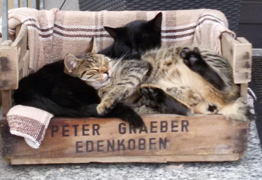 Pension "Der Sulzbachhof" Lehrberg Dış mekan fotoğraf